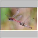 Sympetrum sanguineum - Blutrote Heidelibelle 01d Paarung.jpg